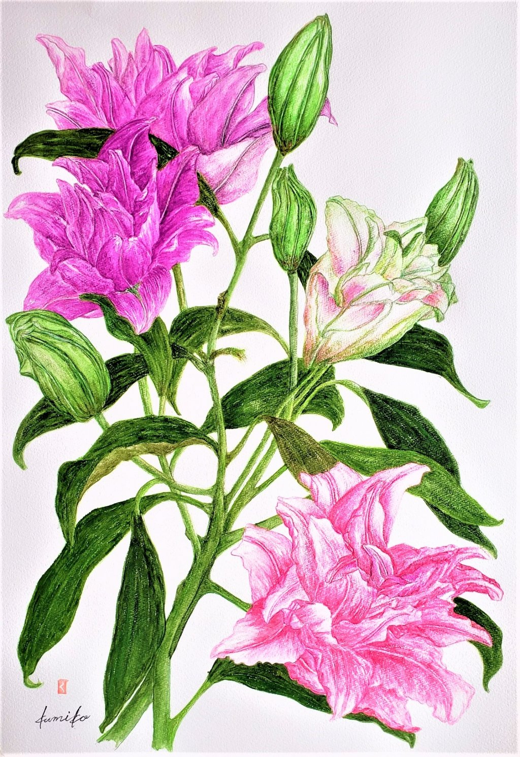 八重咲オリエンタルリリー・百合の花　花言葉「純潔…」　