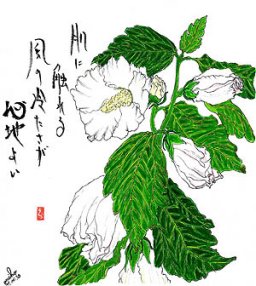 芙蓉  花言葉「しとやかな恋人」