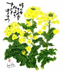 菜の花　花言葉「快活な愛」