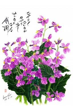 紫花ダイコン　花言葉「知恵の泉」