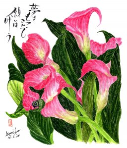 カラー 花言葉「清浄」