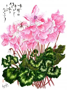 ピンクのシクラメン  花言葉「憧れ」