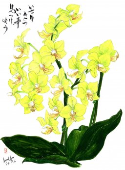デンファレ（蘭）　花言葉「優雅」
