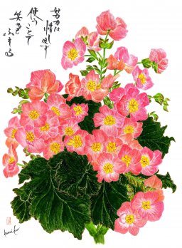 センパフローレンス(ベゴニア) 花言葉「慈しみ」