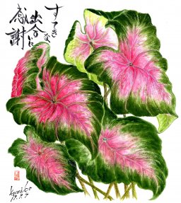 カラジュウム（カラジューム）別名（葉錦）花言葉「喜び」