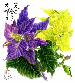紫・黄ポインセチア 花言葉「祝福」