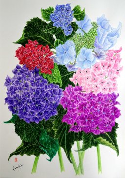 ６色の紫陽花（アジサイ） 花言葉「和気あいあい」