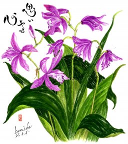 紫蘭(シラン)　花言葉「楽しい語らい」