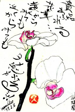胡蝶蘭(コチョウラン) 　花言葉「幸福が飛んでくる」