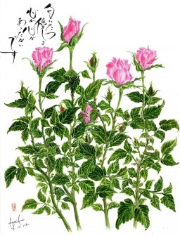 ミニ薔薇　花言葉「尊敬」