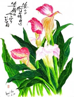 カラー　花言葉「夢見る美しさ」