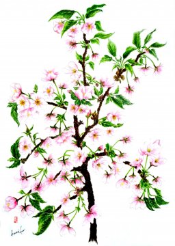 山桜(ヤマサクラ)　花言葉「あなたに微笑む」