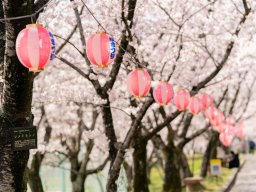 恒例のお花見スポットへ！桜が見頃の知多市「旭公園」【ぶらり、じもふぉと。】