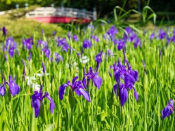 太鼓橋と写真を撮りたい！東海市・上野台公園のカキツバタが開花