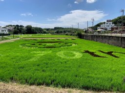 刈り取る前の「今」しか見られない！阿久比町役場前の田んぼアート