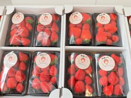 【開店】イチゴ直売所「Klabofarm」が大府市北山町に1月中旬頃にオープン予定