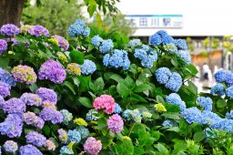 梅雨こそ出かけたい！知多半島の紫陽花スポット 13選【ちたまるスタイル6・7月号】