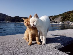 限定アイテム先行販売も！東海市で「岩合光昭の日本ねこ歩き」関連企画開催｜映画上映・絵付け体験ほか／ちたまる広告