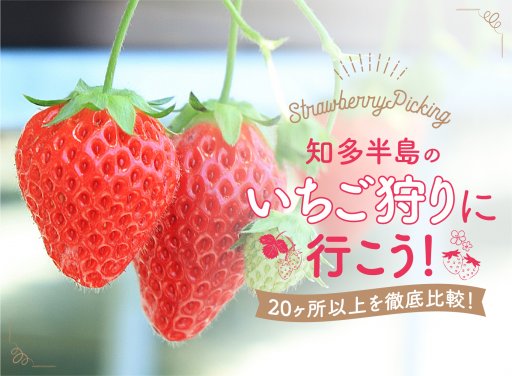 実はいちご王国の知多半島。20箇所以上を徹底比較!知多半島のいちご