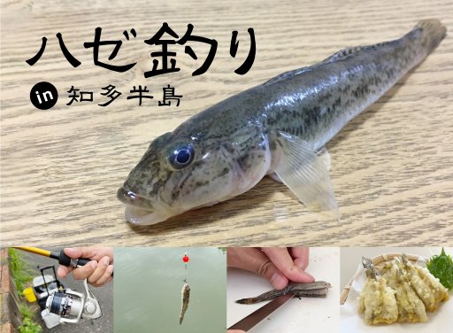 ハゼ釣りin知多半島～初心者でも釣って捌いて天ぷらにできるのか？～【知多半島レポ#14】