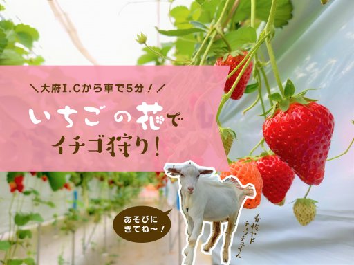 看板ヤギがお出迎え！アットホームなイチゴ狩り農園「いちごの花」／ちたまる広告