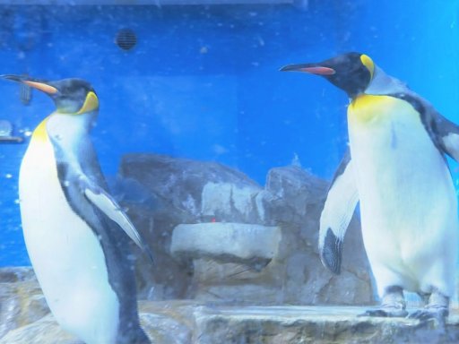 ビーチランドで海の生き物とふれあおう！3/5(日)まで「南極ペンギンツアーズ」開催中