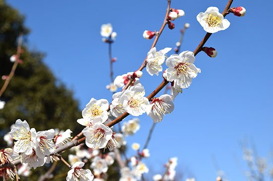 佐布里梅まつり