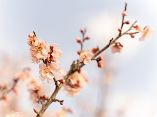 春の足音を感じに。佐布里池梅まつりに行ってみた【ぶらり、じもふぉと。】