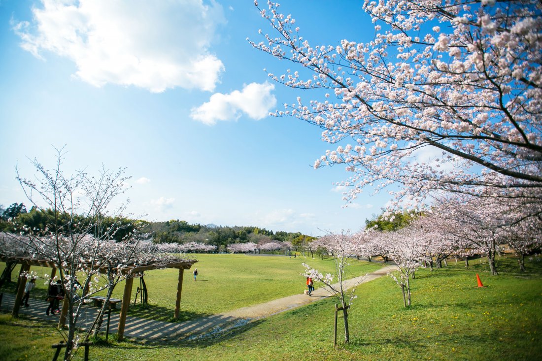 知多半島の桜の名所・花見スポットまとめ<全59か所>-記事-ちたまるNavi | 知多半島情報ポータル