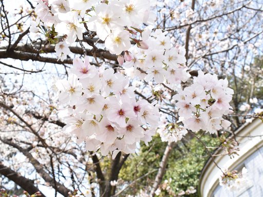知多半島の桜の名所・花見スポットまとめ＜全59か所＞