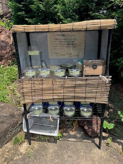 自由研究にも！メダカの無人販売を発見！！【気になるリサーチ#4 