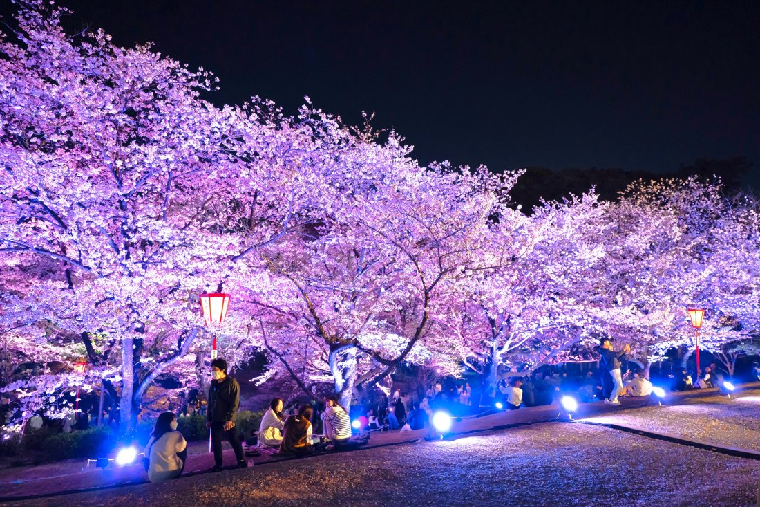 大池 公園 桜 まつり