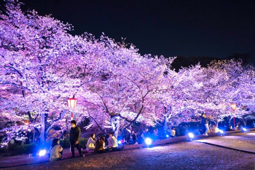 夜桜様 美祢さくら公園で夜桜撮ってきたよ！ | 山口県の出張カメラマン長谷川涼太