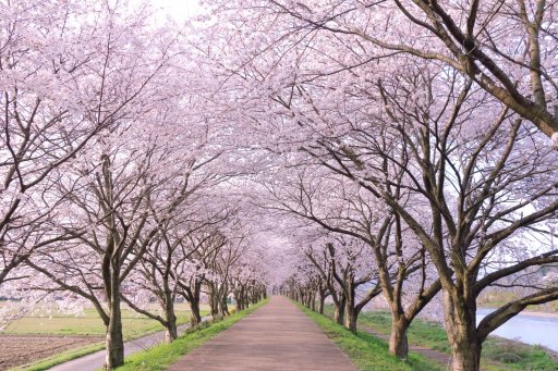 2025年版】桜シーズン到来！知多半島のお花見スポット＆イベント情報