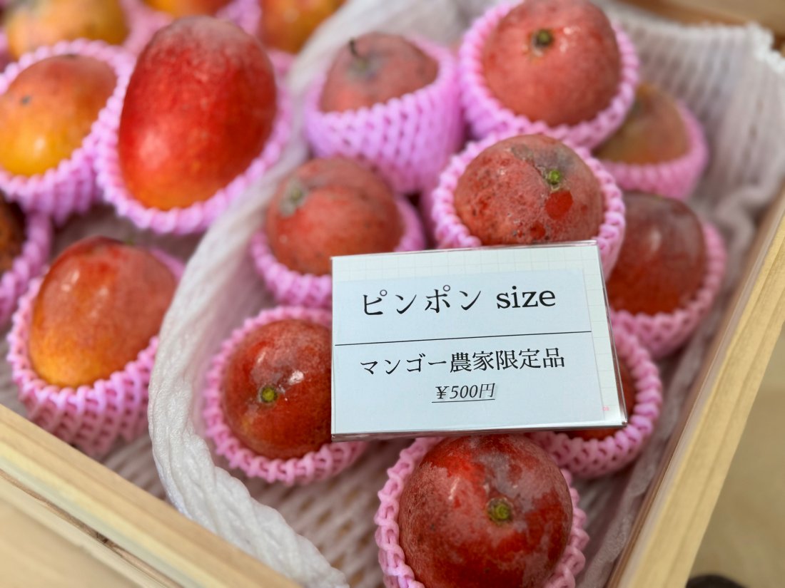 大バズり中の“恋マンゴー”を求めて！東海市にオープンした