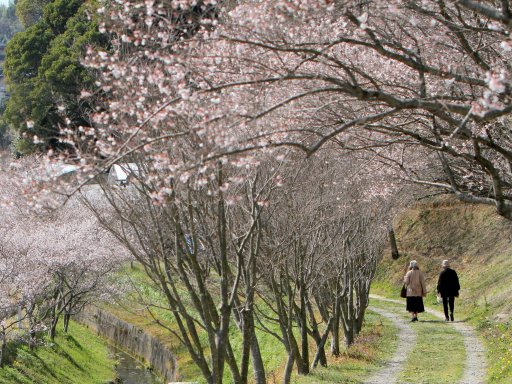 この時期に桜の花見!?和太鼓演奏やよさこい披露もある知多市「大興寺