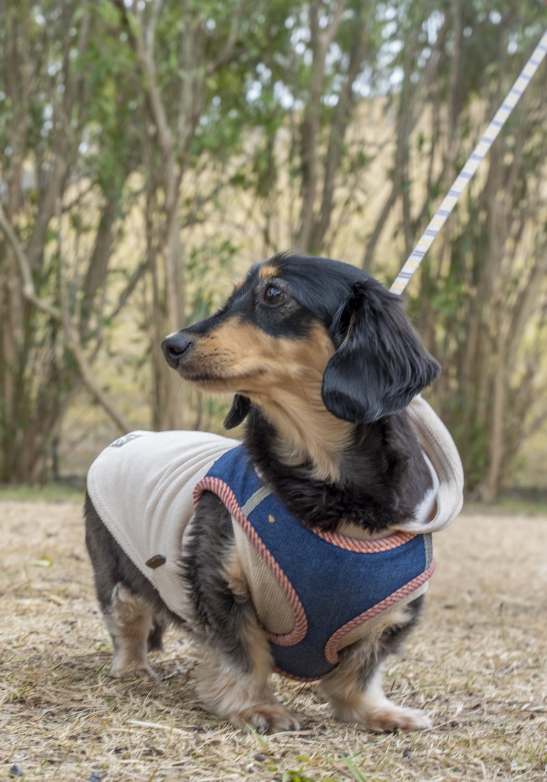 可愛すぎ注意！約50頭のワンコ大集合「chita wan クリスマスマルシェ