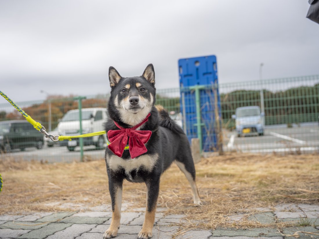 ワンコの写真 🦇🎃👻11月のハロウィンフォトブース🎃👻🦇 ✨モデルはマルチーズの