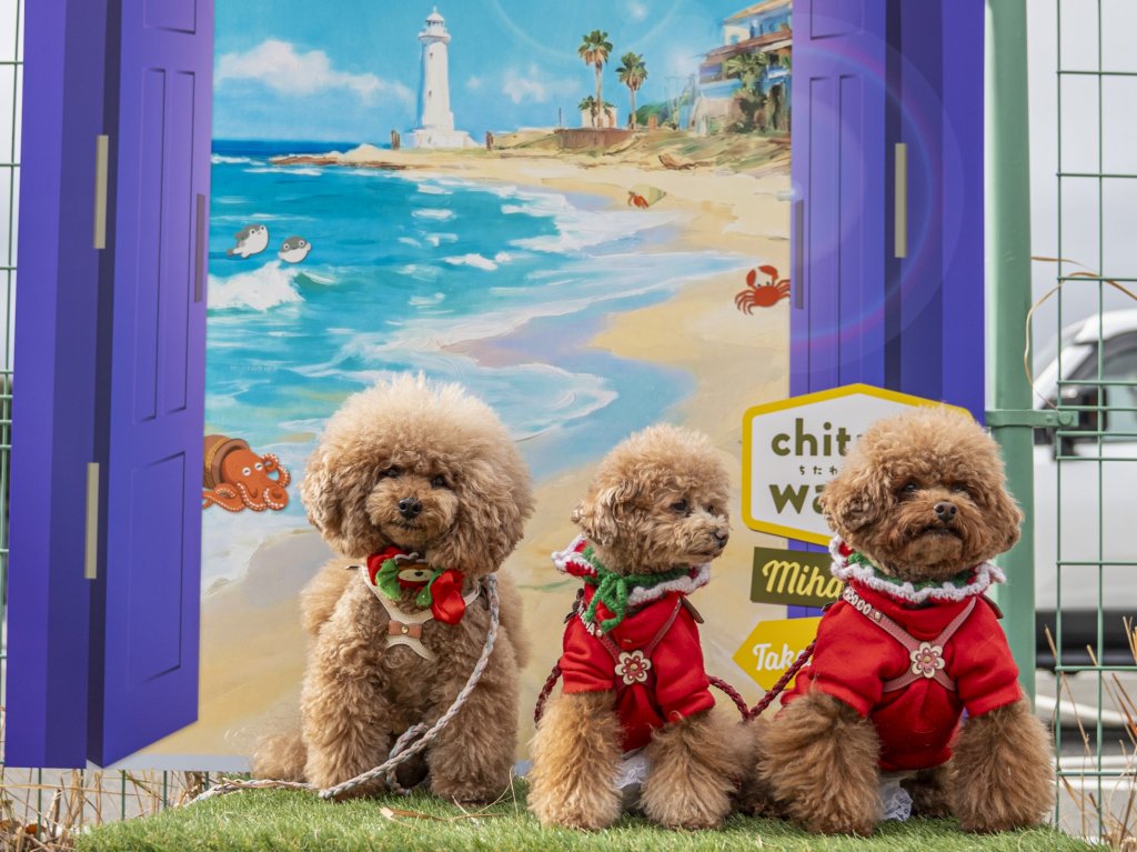 ワンコの写真 🦇🎃👻11月のハロウィンフォトブース🎃👻🦇 ✨モデルはマルチーズの