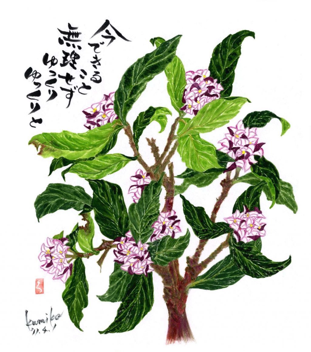 沈丁花　花言葉「青春の喜び」