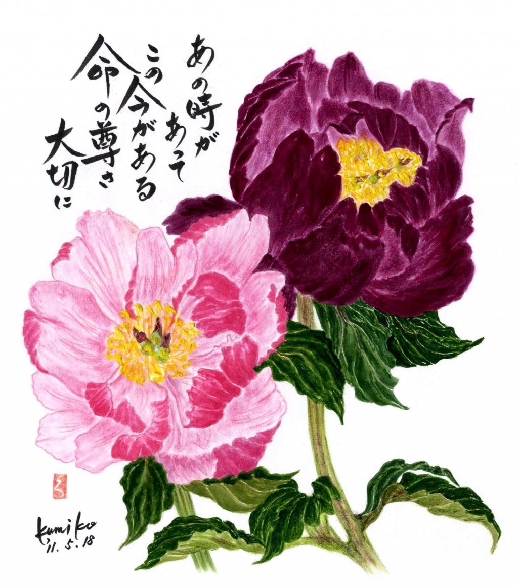 芍薬　花言葉「優しい心」