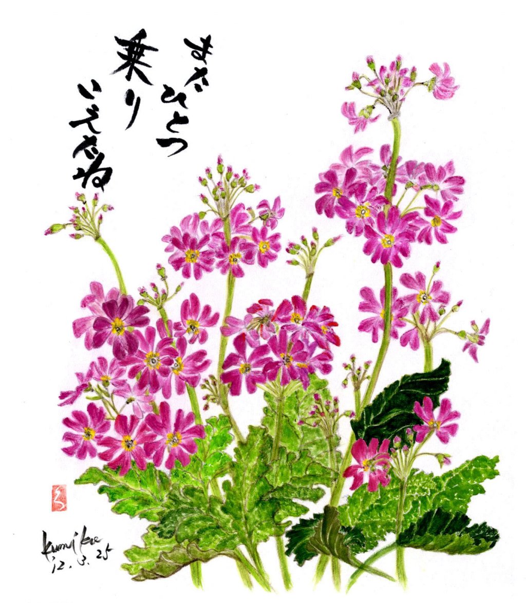 さくら草　花言葉「希望」