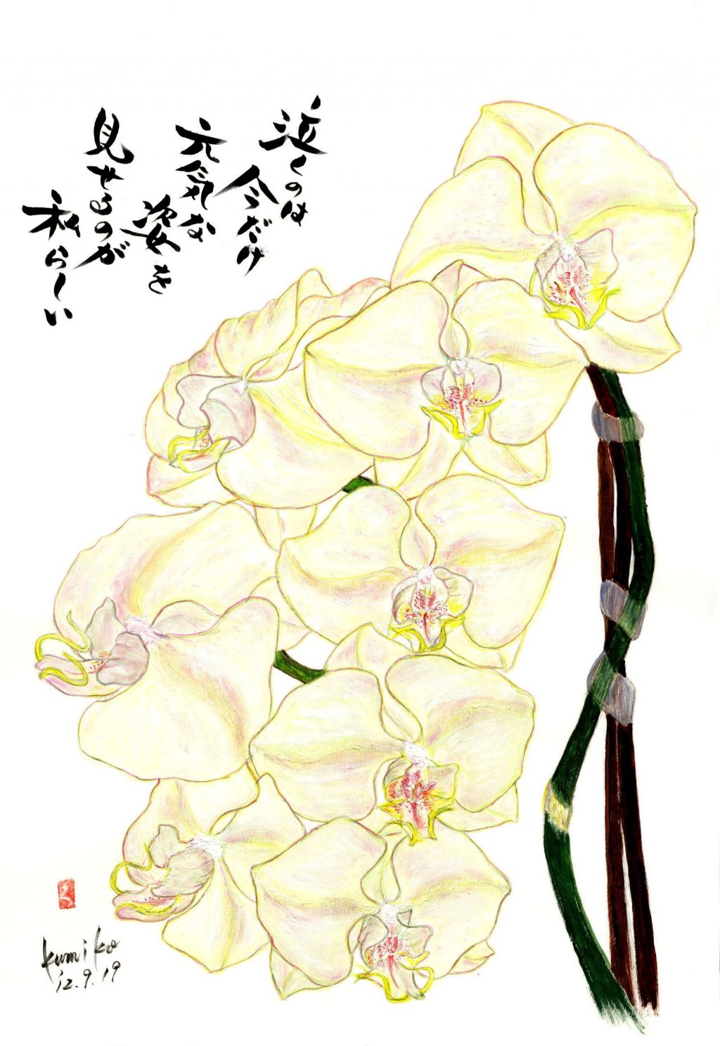 胡蝶蘭（白）　花言葉「清純」