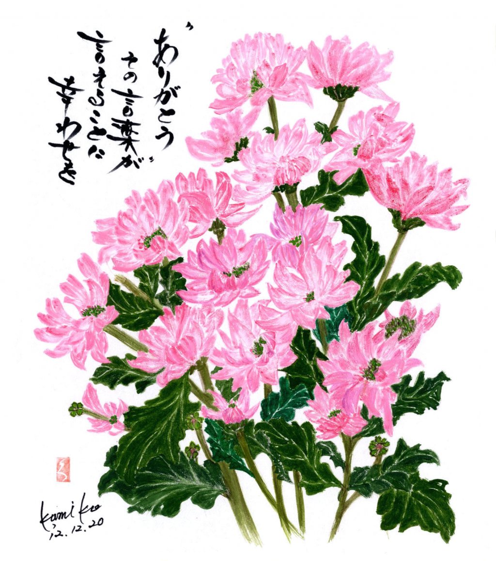 ピンクの小菊　花言葉「いつも愉快」