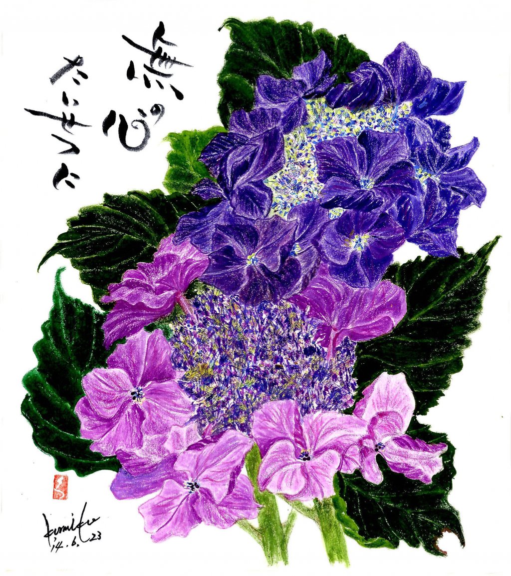 2色の額アジサイ　花言葉「無情」