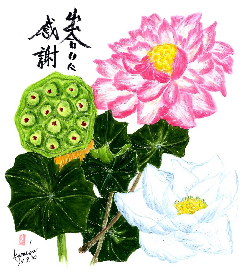 蓮&はちす 花言葉「清らかな心」