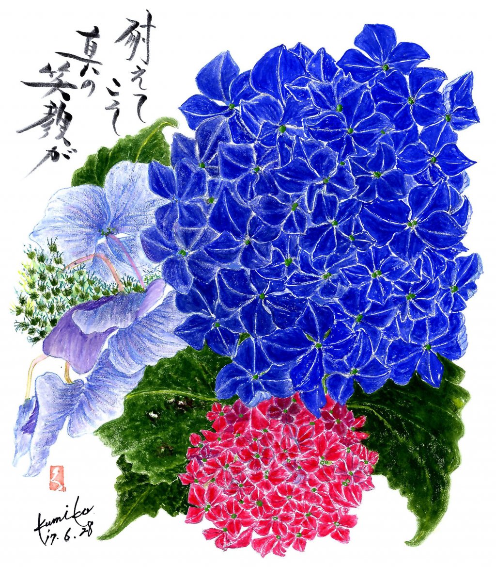 紫陽花〔アジサイ〕 花言葉「辛抱強い愛情」