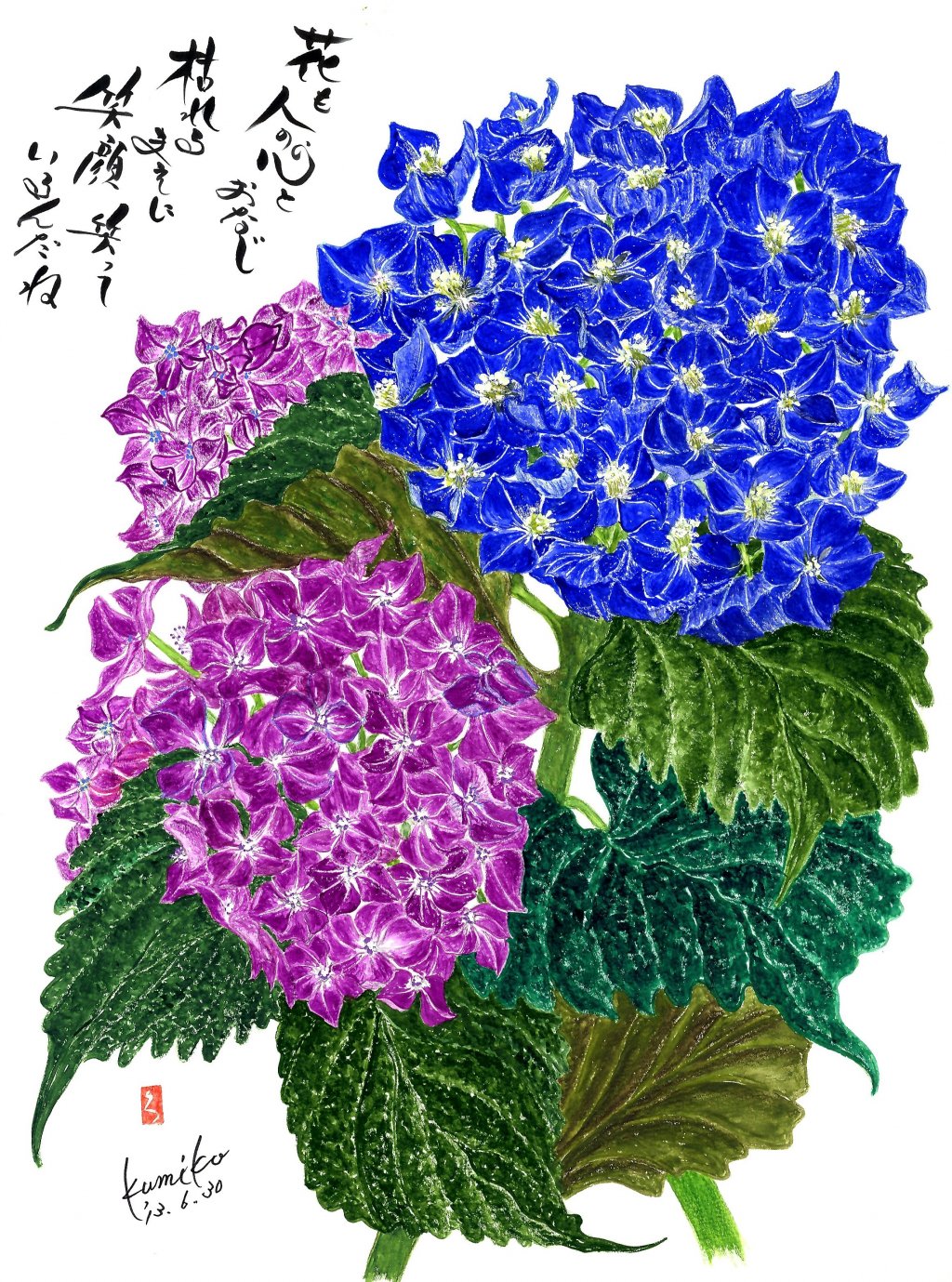 ２色の紫陽花（アジサイ）　花言葉「辛抱強い愛情」