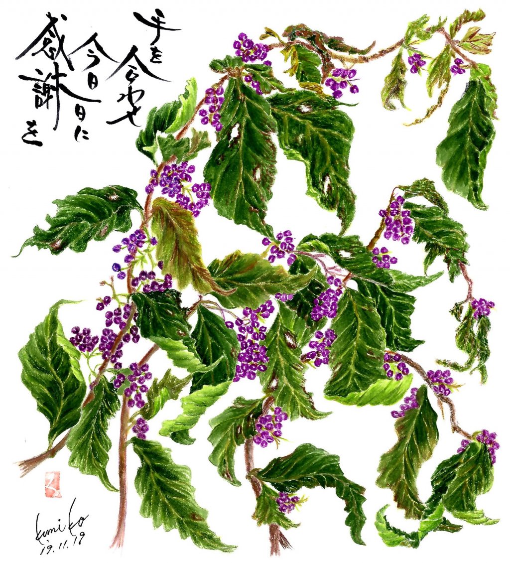 紫式部(ムラサキシキブ) 花言葉「聡明」