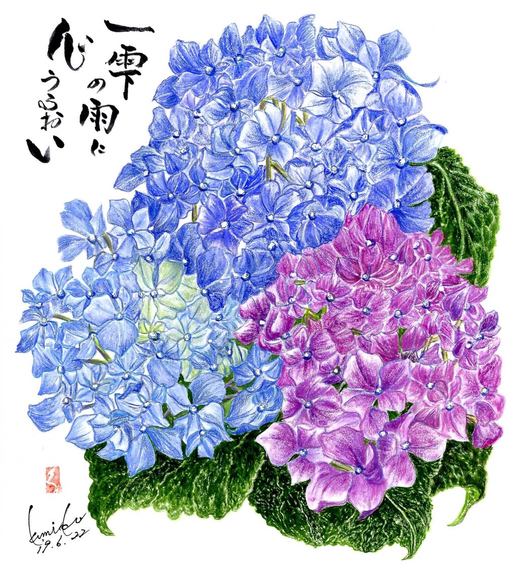 紫陽花（アジサイ） 花言葉「忍耐強い愛情」